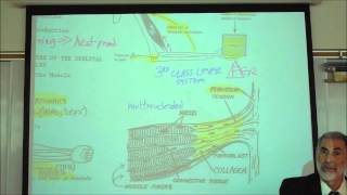 ANATOMY MYOLOGY PART 1 CHARACTERISTICS OF MUSCLES by Professor Fink [upl. by Maupin82]