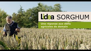 Le sorgho Lidea une réponse aux défis agricoles de demain [upl. by Alauqahs720]