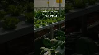 semangat hidroponik hydroponics greenhouse petanimuda petanimilenial regenerasipetani [upl. by Sucitivel]