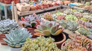 Lowland Succulents  How to Acclimate before RePotting 🥰❤️ [upl. by Cele]