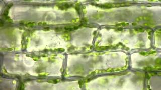 Cyclosis of chloroplasts in Elodea canadensis [upl. by Drud]