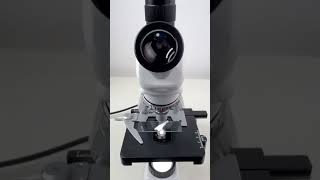 Scallion magnified 400 times is surprisingshorts fyp science microscope shortsvideo [upl. by Ruon]