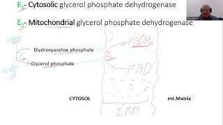 Transport across Mitochondrial Membrane III Glycerol Phosphate Shuttle [upl. by Eniretak]