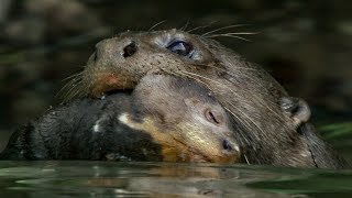 Baby Otter Cubs Learn to Swim  BBC Earth [upl. by Lladnek]