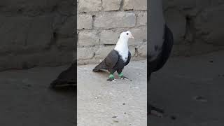 Karbalai Pigeon ❤️🧿pigeon kabutarbaz [upl. by Currier]