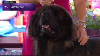 Leonbergers  Breed Judging 2024 [upl. by Sigismond]