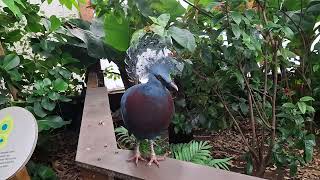 Whipsnade zoo butterfly house bird [upl. by Narual]