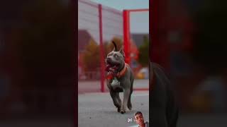 Pitbull Dog breed vs Husky dog Fight 😡😨🤯☠️ pitbull husky dogfight facts shorts [upl. by Gnem]