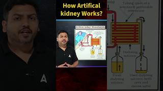 How Artificial Kidney Works class10 biology science dialysis [upl. by Nellad]