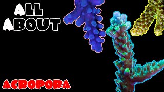 All About The Acropora Coral [upl. by Leona]