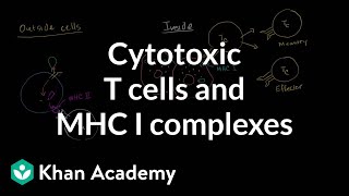 Cytotoxic T cells and MHC I complexes [upl. by Dj]