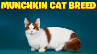 Munchkin Cat BreedAll You Need to Know [upl. by Suneya288]