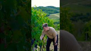 From Vine to Wine Harvesting Sangiovese Grapes in Chianti Classico 🍷 [upl. by Siraval]