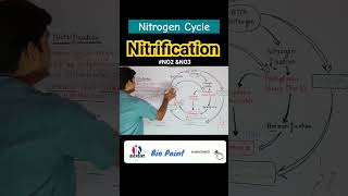 Nitrogen fixation  Nitrification  Nitrogen Cycle  Denitrification nitrogencycle shorts [upl. by Alliehs]