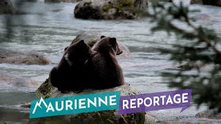 Maurienne Reportage 297  Nuits chez les grizzly avec Guillaume Collombet [upl. by Leighland]