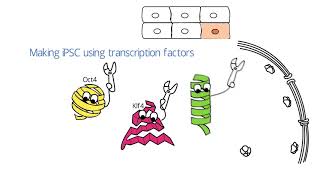 Induced Pluripotent Stem Cell iPSC [upl. by Ahsaele]