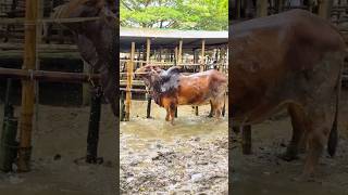 Mind Blowing Sahiwal Bull Getting Showered at Village Cattle Market Bangladesh 2024 [upl. by Ellebasi]