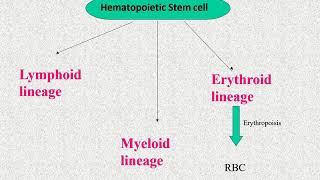 CELLS OF IMMUNE SYSTEM MALAYALAM [upl. by Gautier]