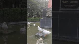 Lingampally  gulmohar  park ducks 🦢🦢🦢🦢🦢 [upl. by Virnelli]