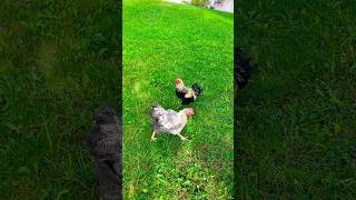 Beautiful colors on this young rooster and 2 speckled hens chicken rooster fyp shorts hen [upl. by Sherie]