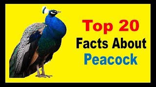 Peacock  Facts [upl. by Fleischer]