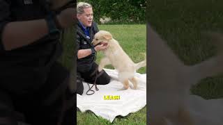 The Secret Tool To Avoid Puppy Biting [upl. by Annavahs]