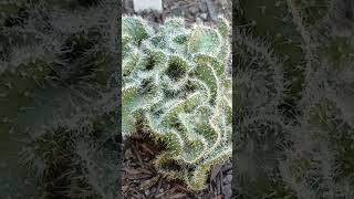 Cacto Cérebro Mammillaria elongata cristata e Austrocylindropuntia subulata cristata [upl. by Saxet]