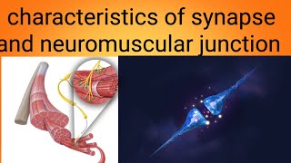 function of neuromuscular junctionphysiology lecture 4 [upl. by Assirat692]