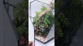 Growing plants from cuttings in closed terrariums [upl. by Trofmoc]