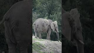 Elephants at Howletts elephant howletts animals wildlife zoo daysout shorts [upl. by Keele]