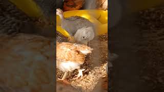 Mashallah মুরগি chicken murgipalon chickenfarming [upl. by Zeus280]