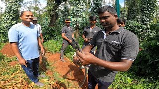 NETAFIM DRIP IRRIGATION SYSTEM NEWLY INSTALLED TO BLACK PEPPER for installation contact 94496 64000 [upl. by Retsek296]