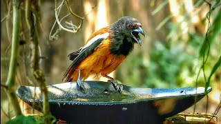 The Rufous Treepie or Indian Treepie ഓലഞ്ഞാലി  bathing and calling sound [upl. by Anit]