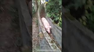 Creative Way To Load Pigs Via A Concrete Channel [upl. by Aelahs]