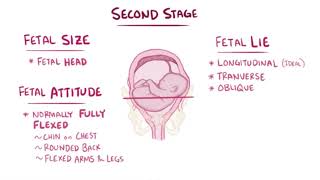 Stages of Labor  Osmosis [upl. by Shaer]