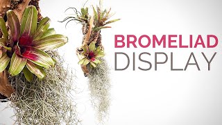 Make a hanging Bromeliad display [upl. by Leumel916]