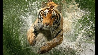 Absolutely Incredible Tiger runs through water to catch prey From Tiger Lord of The Wild [upl. by Gnoc726]