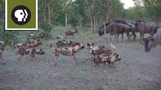 Wild Dogs Take on Wildebeest [upl. by Navillus147]