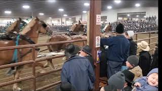 2021 Gordyville Draft horse sale Belgian 6 horse hitch Willow Creek Belgians [upl. by Nylesor]