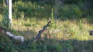 Roe buck stalking in sweden with 65x55 [upl. by Lourie]