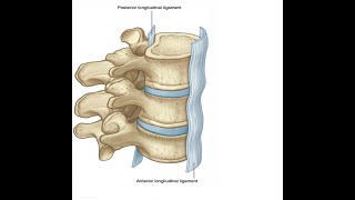 Two Minutes of Anatomy Anterior Longitudinal Ligament [upl. by Noyar]