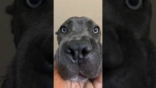 TEACHING MY 8 MONTH OLD CANE CORSO PUPPY TO “SETTLE” canecorso puppy shorts training dog cute [upl. by Zavala]