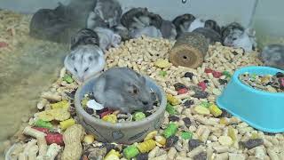 Many small hamsters Djungarian Syrian and Campbell breed animals cute [upl. by Leander592]