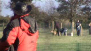 Hare hit and put in box at Balbriggan coursing [upl. by Nywra]