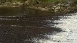 Keene NH Ashuelot River Park Crane Return and Two Ducks 2 [upl. by Anirehtak381]