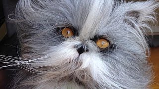 Meet Atchoum The Incredibly Fluffy “Werewolf Cat” With Hypertrichosis [upl. by Jilli]