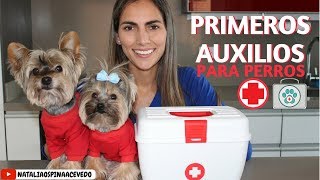 Primeros auxilios para perros Tips by Natalia Ospina [upl. by Yelssew92]