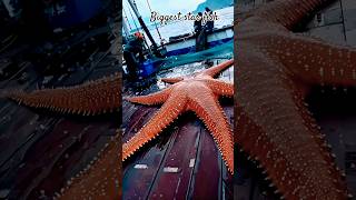 Biggest star fish in the world🌎4k sea waterstarfish indianindiafishiesfishy fishtailshorts [upl. by Burnham274]