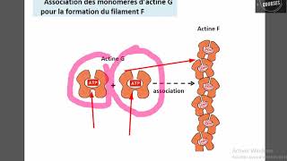 Les microfilaments fins dactine [upl. by Naivaf]