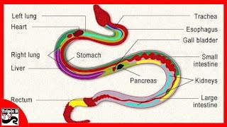 Snake Anatomy  Ep87 [upl. by Aiderfla760]